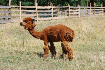 Fototapeta premium Brown Alpaca Standing in Sunny Green Meadow