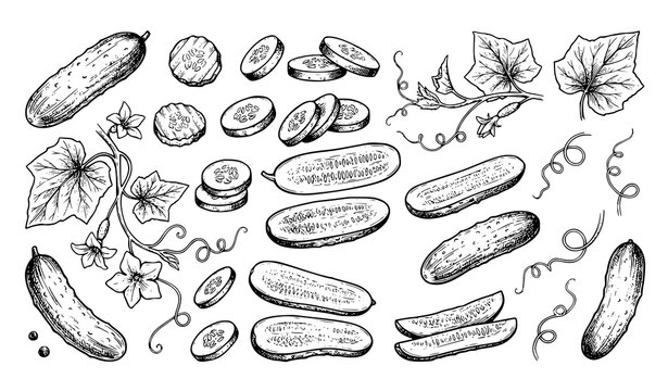 Fresh Cucumbers Pickle Slices Vine Leaves Rustic Hand Drawn Vector Collection