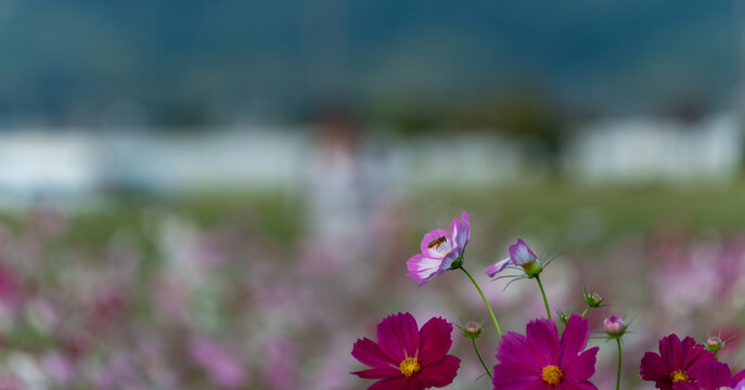 Honey bee flying over beautiful pink cosmos flowers blooming in a floral field with soft blurred background and copy space