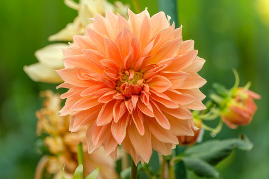 Close up of beautiful large orange dahlia flower blooming vibrant in autumn botanical garden with blurred green background