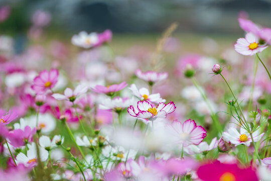 Beautiful picotee pink and white cosmos flowers blooming in autumn garden field with soft bokeh foreground and copy space