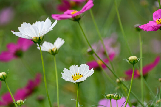 Close up of beautiful blooming white cosmos flowers in autumn garden field with soft green background and copy space