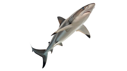 Fototapeta premium Predatory grey shark swimming aquatic marine wildlife isolated on transparent background for ocean biodiversity biodiversity education.