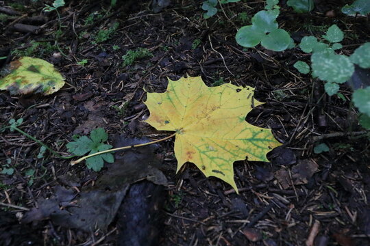 Yellow maple leaf fallen on dark forest ground in early autumn