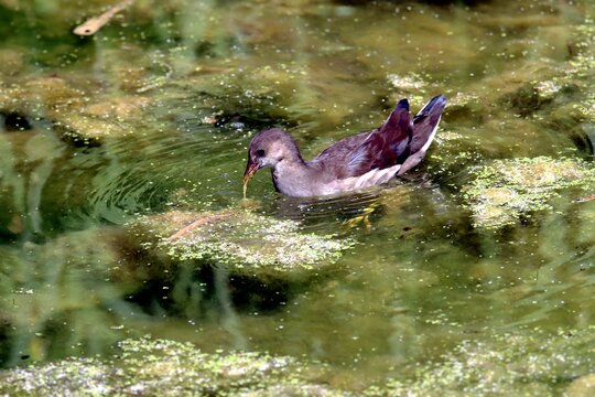 oiseau