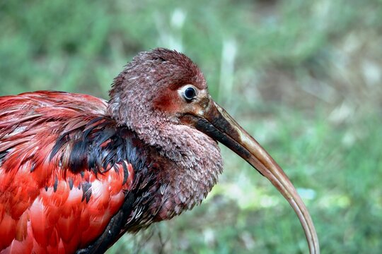 ibis