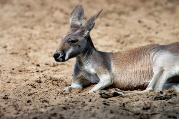 kangourou © schoefolt