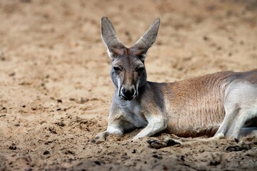 kangourou © schoefolt