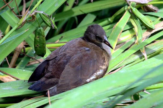 oiseau