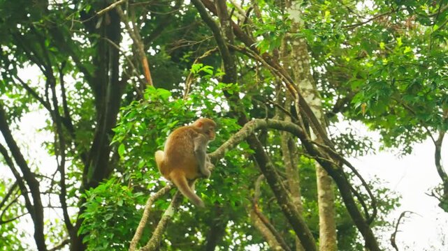 Monkey climbing tree branch in dense forest