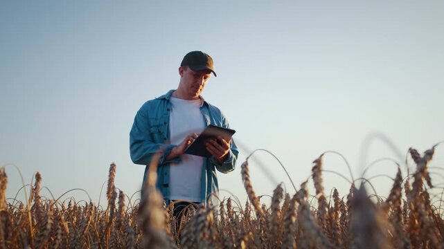 Farmer checks tablet while inspecting ripe crops in wheat field