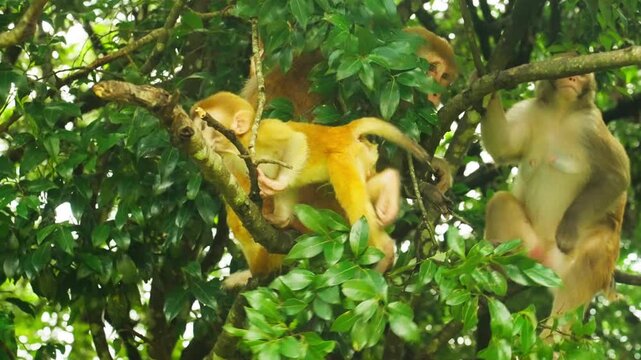 Monkeys playing on tree branches in forest