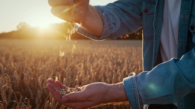 Farmer pours grains into hand while checking harvest quality