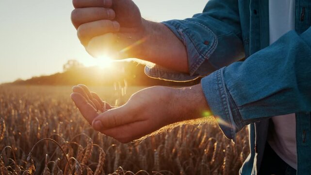 Male farmer examines grains with hand during sunset harvesting