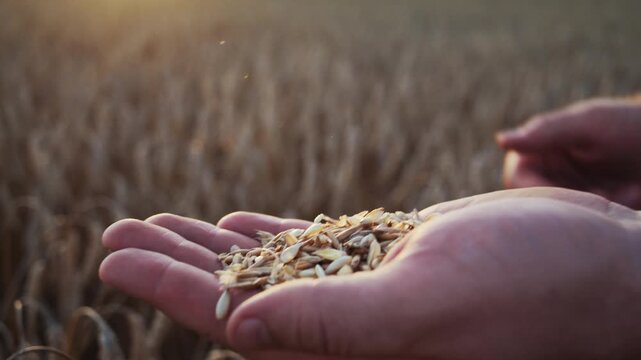 Male hands sift grains during careful harvest inspection