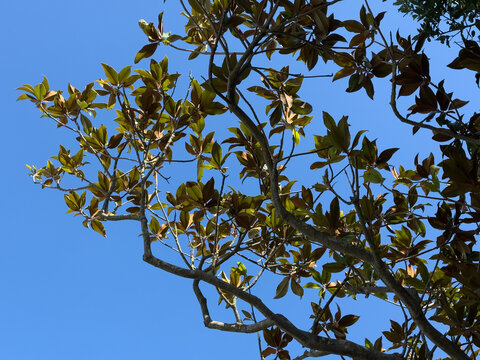 Curving tree branches and dense green foliage form a natural pattern against a clear blue sky.