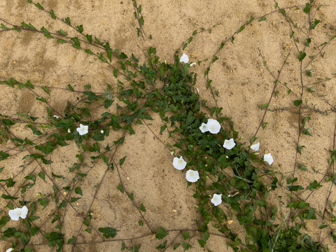 Delicate white flowers and creeping greenery spread across dry, cracked clay soil, reclaiming the hard ground with an intricate natural pattern and showing the resilience of nature.