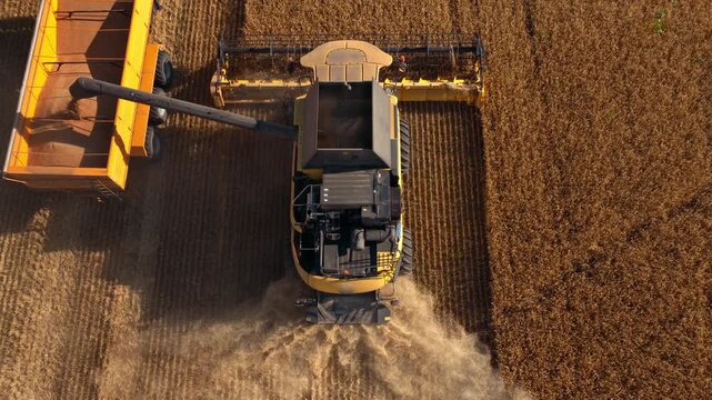Modern combine harvests grain near trailer across ripe field