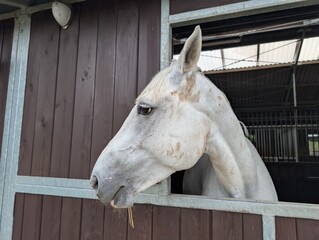 Close-up portrait of a white horse looking from a stable stall, showing its head, expressive eye, ears and light mane in an equestrian setting. © Mariia