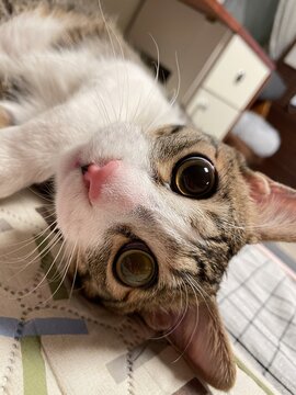 cat