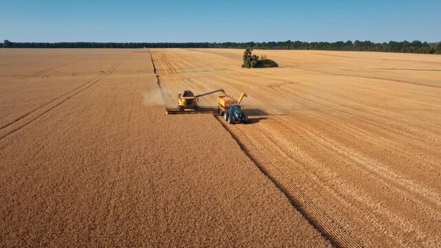 Harvest machinery works together across vast golden crop field