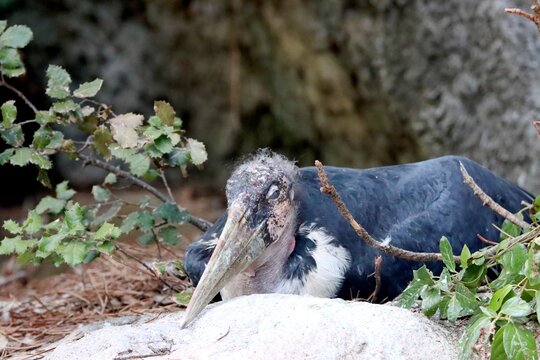 marabou