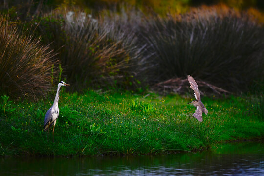 landender Nachtreiher (Nycticorax nycticorax) mit Graureiher (Ardea cinerea) im Hintergrund // Black-crowned night heron with gray heron in the background - Nationalpark Coto de Do&ntilde;ana, Spanien