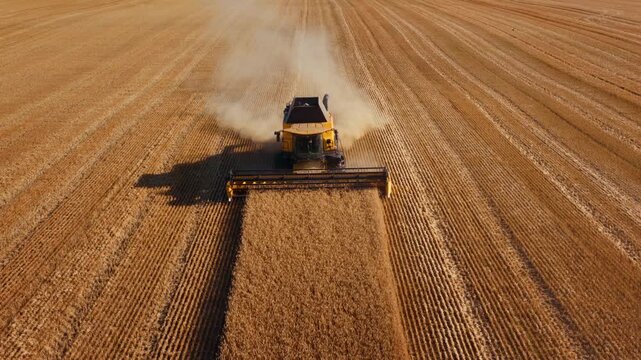 Combine harvests wheat last line in middle of golden field