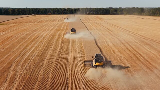 Combines harvest grain across vast agricultural landscape