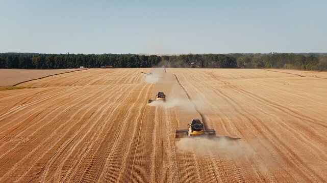Harvest combines move through field leaving broad dust trails