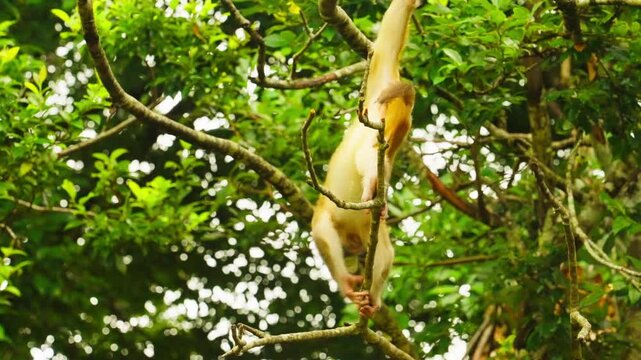 Playful monkey swinging on forest branch