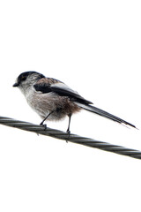 Long-Tailed Tit Perched on a Wire © yu__niiii