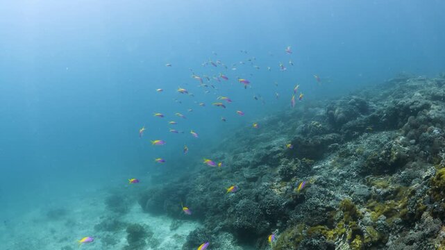 School of Evans&rsquo; Anthias Swimming Above Coral Reef in Kenya