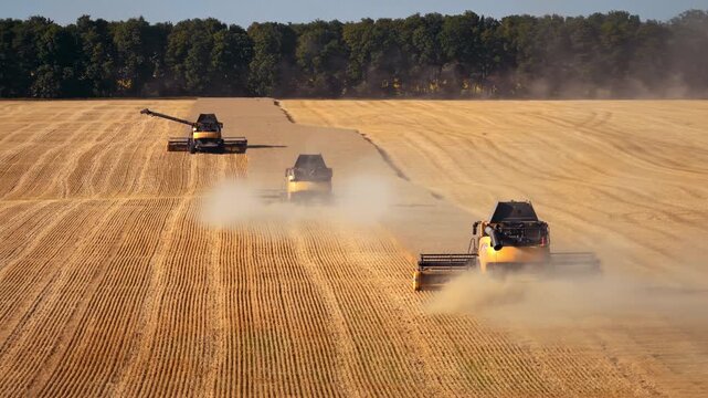 Three combines harvest grain across dusty agricultural field