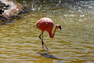 flamant rose © schoefolt