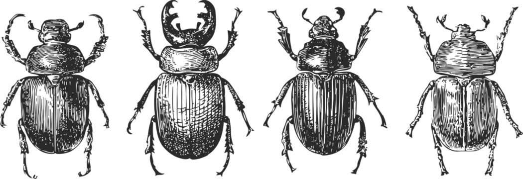 detailed hand drawn beetle illustrations four insect sketches with various body shapes and antennae styles