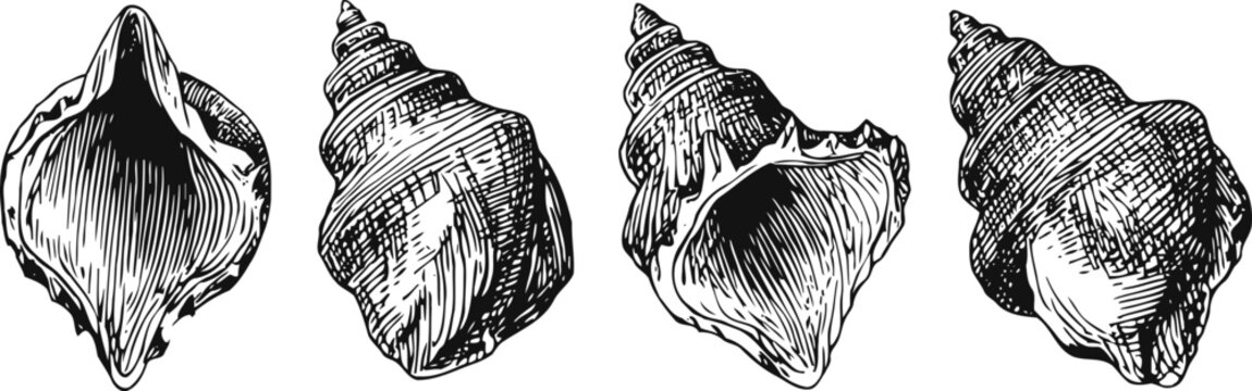 Vintage seashell illustrations set hand drawn conch shells isolated nautical marine ocean collection in sketch