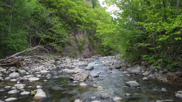 stream in the forest