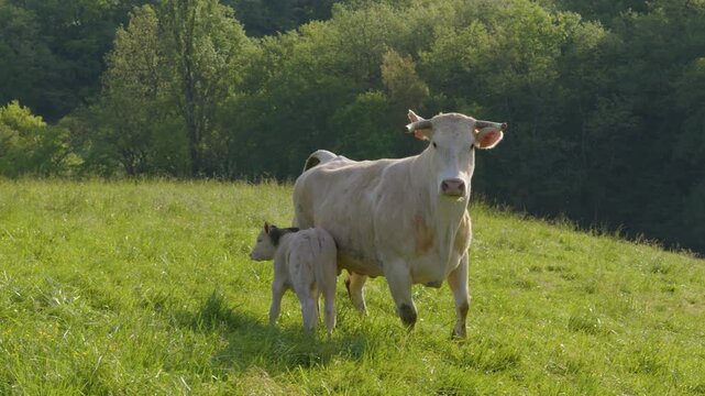 A cow protects her calf in a field in the Gers, France