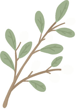 Green leaf branch with white berries vector illustration, winter mistletoe plant element
