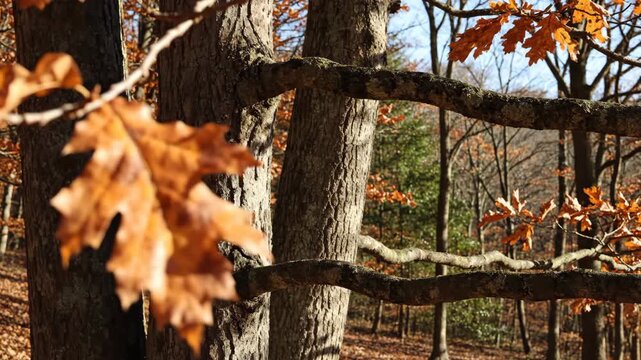 Soft ochre oak leaves frame a gentle depth transition toward textured trunks and long mossy branches, revealing crisp sunlight, open blue sky, and warm foliage across a serene autumn forest scene