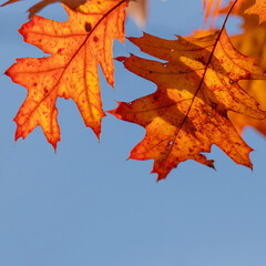 Fototapeta premium Orange autumn leaves captured close-up, showcasing their intricate details and vibrant colors, with a crisp blue sky behind, representing the beauty and tranquility of the fall season's landscapes.