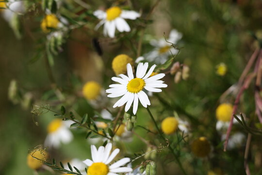 Fresh white chamomile standing among green meadow grass, bright summer bloom in a natural setting, Matricaria chamomilla