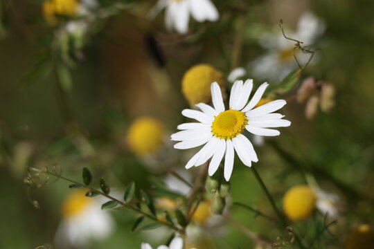 Delicate field chamomile, charming summer wildflower under natural light, Matricaria chamomilla