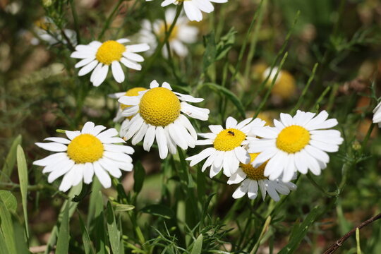 Delicate white chamomile blossoms with yellow centers growing in a sunlit meadow, Matricaria chamomilla