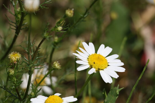 Fresh chamomile flower, Matricaria chamomilla in a peaceful countryside setting