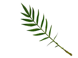 A Single Vibrant Green marigold Leaf Isolated Against A Solid Black Background © Fatema AI Studio