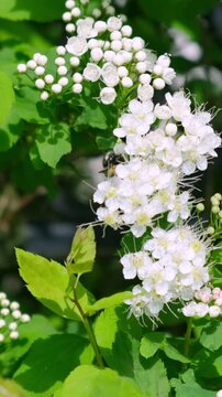 Fuzzy bumblebee collecting nectar on white spiraea flowers in vertical orientation, wild insect pollinating blooming meadowsweet shrub during spring day. Pollinator conservation, wildlife