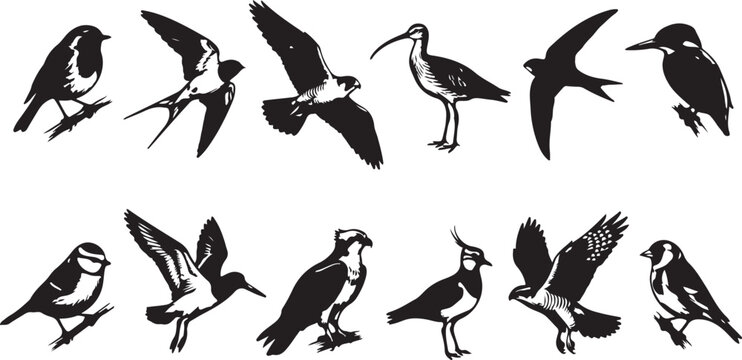 Set of high quality silhouette illustrations featuring various wild birds in flying and perching poses isolated on white background