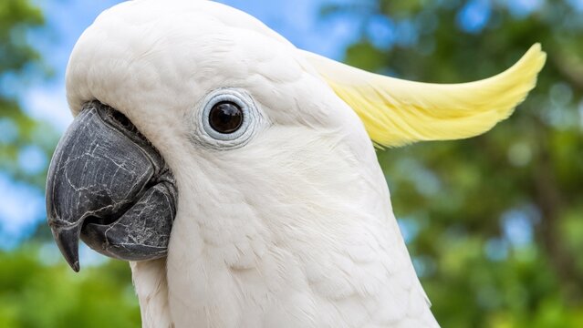 Sulphur-Crested Cockatoo Portrait with Bright Yellow Crest Close-up portrait of a white sulphur-crested cockatoo showing its curved black beak, expressive eye, and vivid yellow crest outdoors.